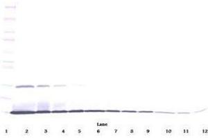 Image no. 1 for anti-Interleukin 22 (IL22) antibody (ABIN465488) (IL-22 anticorps)