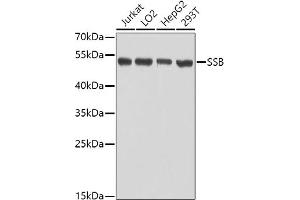 Western blot analysis of extracts of various cell lines, using SSB antibody (ABIN3015264, ABIN3015265, ABIN3015266 and ABIN6213909) at 1:1000 dilution. (SSB anticorps  (AA 166-408))