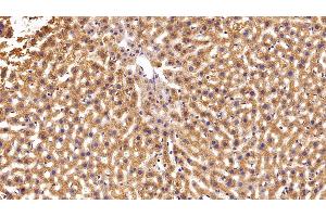 Detection of NME2 in Mouse Liver Tissue using Polyclonal Antibody to Non Metastatic Cells 2, Protein NM23B Expressed In (NME2)
