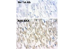 Immunohistochemistry (IHC) image for anti-BCL2-Associated X Protein (BAX) (N-Term) antibody (ABIN6254209) (BAX anticorps  (N-Term))