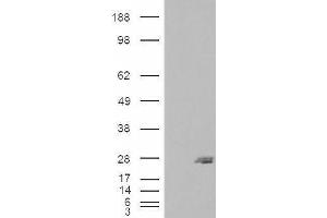 HEK293 overexpressing SAR1B (ABIN5457296) and probed with ABIN334486 (mock transfection in first lane). (SAR1B anticorps  (Internal Region))