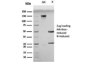 SDS-PAGE Analysis Purified Myogenin Mouse Monoclonal Antibody (MGN185). (Myogenin anticorps)