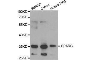 Western blot analysis of extracts of various cell lines, using SPARC antibody (ABIN5970787) at 1/1000 dilution. (SPARC anticorps)