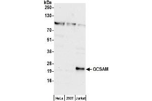 Western Blotting (WB) image for anti-Germinal Center Expressed Transcript 2 (GCET2) (AA 128-178) antibody (ABIN7453091)