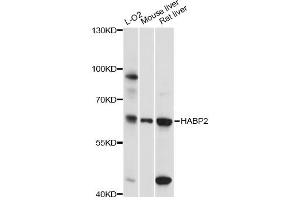 Western blot analysis of extracts of various cell lines, using HABP2 antibody (ABIN6291159) at 1:3000 dilution. (HABP2 anticorps)