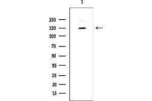 Western blot analysis of lysates from Mouse testis, using BRC Antibody at 1/1000 dilution.