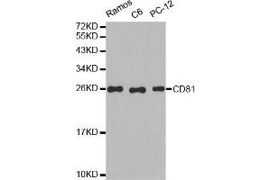 Western blot analysis of extracts of various cell lines, using CD81 antibody. (CD81 anticorps)