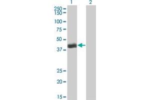 Western Blot analysis of HLF expression in transfected 293T cell line by HLF monoclonal antibody (M04), clone M2. (HLF anticorps  (AA 1-295))