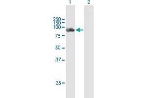 Western Blot analysis of DDX58 expression in transfected 293T cell line by DDX58 MaxPab polyclonal antibody. (DDX58 anticorps  (AA 1-925))