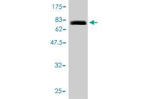 Western Blot detection against Immunogen (89.
