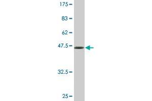 Western Blot detection against Immunogen (48.