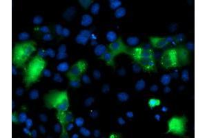 Immunofluorescence (IF) image for anti-Interferon Regulatory Factor 6 (IRF6) antibody (ABIN1498900)