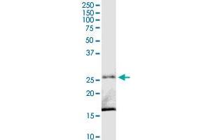 C8orf33 MaxPab rabbit polyclonal antibody. (C8orf33 anticorps  (AA 1-229))