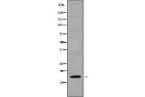 Western blot analysis NDUFA6 using RAW264. (NDUFA6 anticorps  (Internal Region))