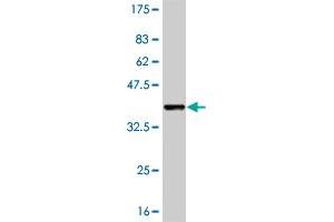 Western Blot detection against Immunogen (36.