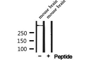 Western blot analysis of extracts from mouse brain, using CEP250 Antibody. (CEP250 anticorps  (C-Term))