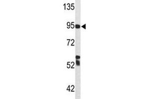 C7 antibody  (AA 375-403)