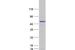 Validation with Western Blot