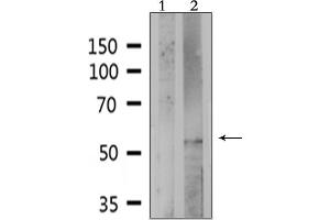 Western blot analysis of extracts from HepG2, using PE2R4 Antibody. (PTGER4 anticorps  (Internal Region))
