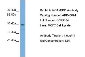 WB Suggested Anti-SAMSN1  Antibody Titration: 0. (SAMSN1 anticorps  (Middle Region))