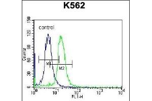 STARD5 Antibody (N-term) (ABIN656750 and ABIN2845973) flow cytometric analysis of K562 cells (right histogram) compared to a negative control cell (left histogram). (STARD5 anticorps  (N-Term))