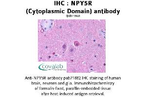 Image no. 1 for anti-Neuropeptide Y Receptor Y5 (NPY5R) (3rd Cytoplasmic Domain) antibody (ABIN1737490) (NPY5R anticorps  (3rd Cytoplasmic Domain))