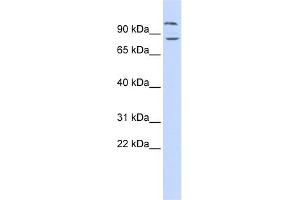 DAGLB antibody used at 1 ug/ml to detect target protein. (DAGLB anticorps  (Middle Region))