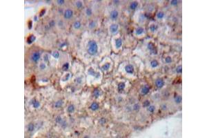 IHC-P analysis of Liver tissue, with DAB staining. (GP1BB anticorps  (AA 53-176))