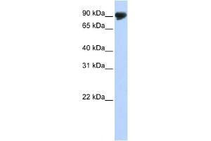WB Suggested Anti-TMTC4 Antibody Titration:  0. (TMTC4 anticorps  (N-Term))
