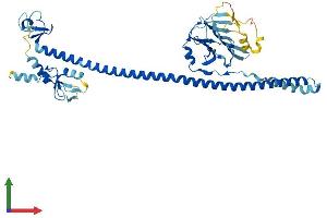 AlphaFold protein structure predicition of Human Recombinant TRIM64 Protein, UniprotID A6NGJ6
