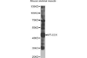 Western blot analysis of extracts of mouse skeletal muscle, using MT-CO1 antibody (ABIN2561977) at 1:1000 dilution. (COX1 anticorps)