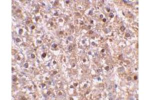 Immunohistochemical staining of mouse liver tissue using AP30191PU-N caspase-12 antibody at 2 μg/ml. (Caspase 12 anticorps  (Intermediate Domain))