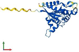 AlphaFold protein structure predicition of Mouse Recombinant Ppcdc Protein, UniprotID Q8BZB2
