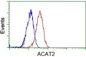 Image no. 6 for anti-Acetyl-CoA Acetyltransferase 2 (ACAT2) antibody (ABIN1496398)