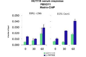 Quiescent human colon carcinoma HCT116 cultures were treated with 10% FBS for three time points (0, 15, 30min) or (0, 30, 60min) were used in Matrix-ChIP and real-time PCR assays at EGR1 gene (Exon1) and 15kb upstream site.