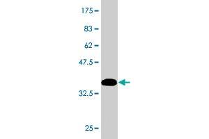 Western Blot detection against Immunogen (37.