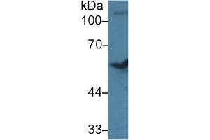 Western Blot; Sample: Bovine Cerebrum lysate; Primary Ab: 3µg/ml Rabbit Anti-Bovine BMP7 Antibody Second Ab: 0. (BMP7 anticorps  (AA 123-393))