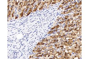 Immunohistochemistry analysis of paraffin-embedded rat stomach using CK-8 Polyclonal Antibody at dilution of 1:300. (KRT8 anticorps)