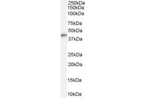ABIN185364 (0. (Asporin anticorps  (Internal Region))