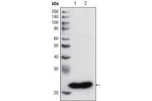 Western Blotting (WB) image for anti-Glutathione S-Transferase pi 1 (GSTP1) antibody (ABIN2983291) (GSTP1 anticorps)