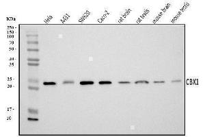Western blot analysis of CBX1/HP1 beta using anti-CBX1/HP1 beta antibody (ABIN7602012).
