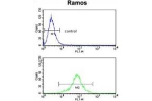 anti-6-phosphogluconolactonase (PGLS) antibody