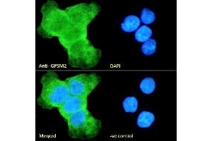 (ABIN190875) Immunofluorescence analysis of paraformaldehyde fixed A431 cells, permeabilized with 0. (GPSM2 anticorps  (Internal Region))