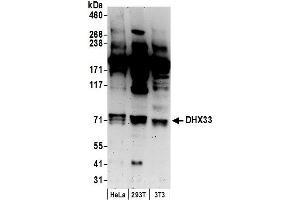 anti-DEAH (Asp-Glu-Ala-His) Box Polypeptide 33 (DHX33) (C-Term) antibody