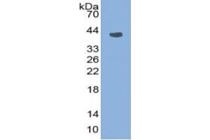 Rabbit Detection antibody from the kit in WB with Positive Control: Sample Mouse Serum.