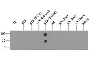 Dot Blot of Rabbit Histone H3 [Trimethyl Lys9, p Thr6] Antibody.
