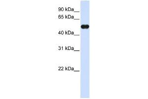 MNDA antibody used at 0. (MNDA anticorps  (C-Term))