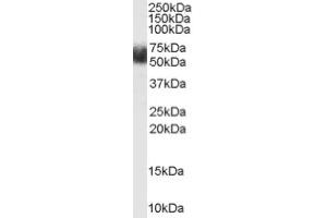 Image no. 1 for anti-F-Box and Leucine-Rich Repeat Protein 3 (FBXL3) (N-Term) antibody (ABIN374734)