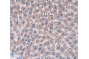 IHC-P analysis of Mouse Tissue, with DAB staining. (Cathepsin Z anticorps  (AA 34-291))