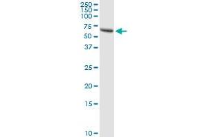 anti-Zinc Finger Protein 232 (ZNF232) (AA 1-444) antibody